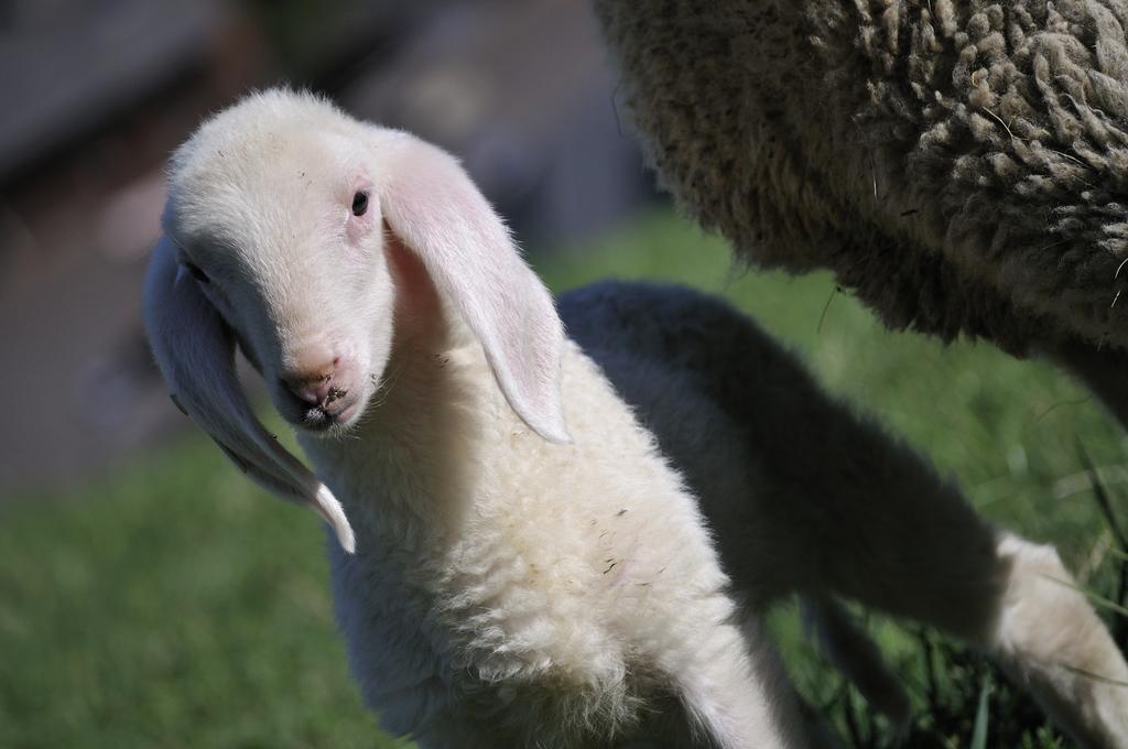 אורטיסיי Sule Hof Agriturismo מראה חיצוני תמונה