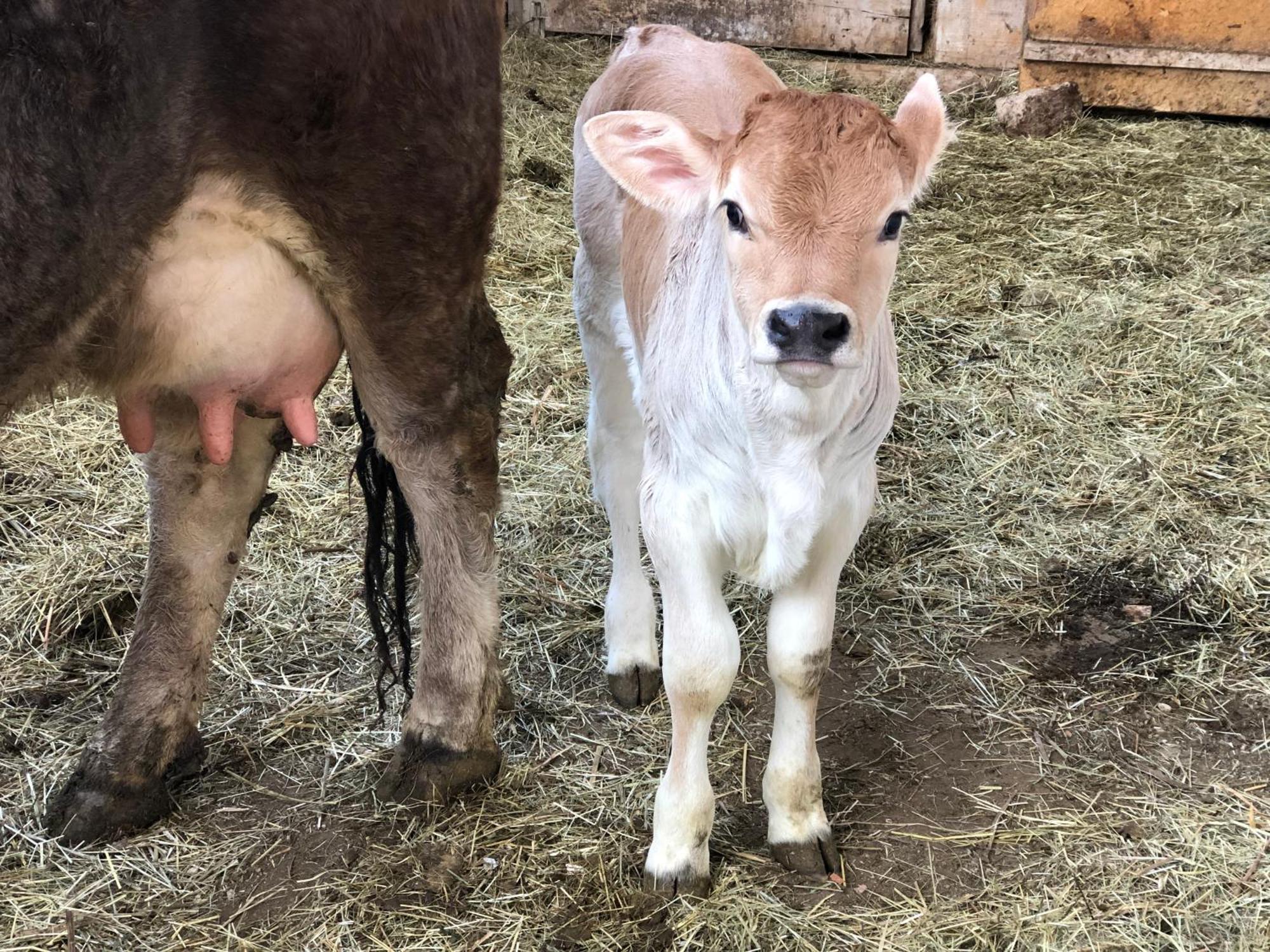 אורטיסיי Sule Hof Agriturismo מראה חיצוני תמונה