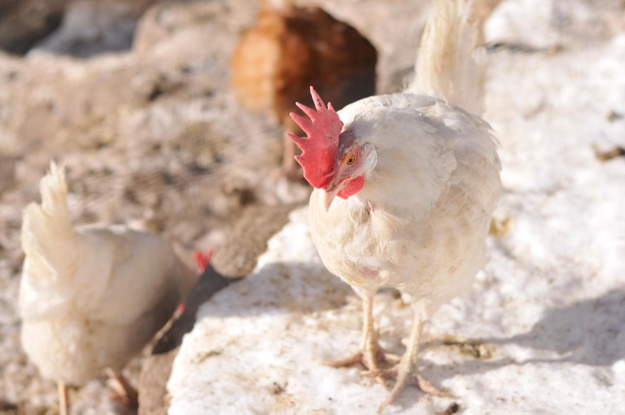 אורטיסיי Sule Hof Agriturismo מראה חיצוני תמונה